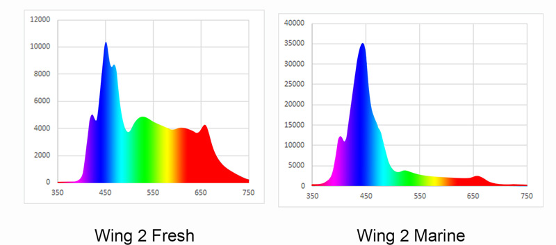 wing waveform