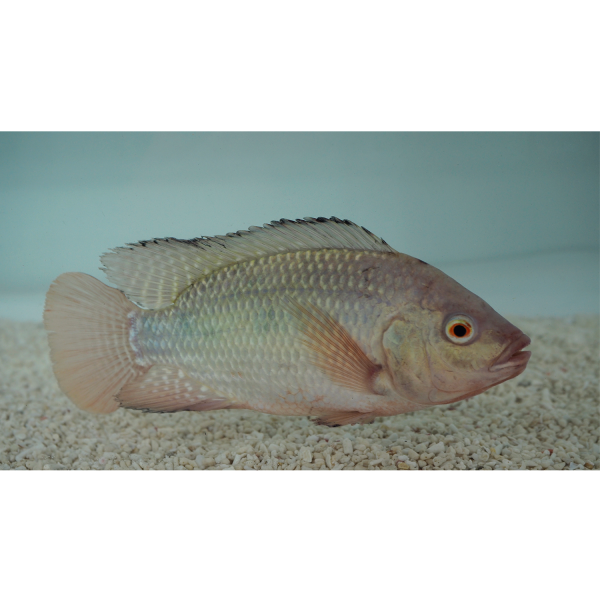 Tilapia nilotica, Aquaponic-Fisch