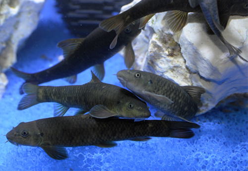 Kangalfische, Garra Rufa aus eigener Zucht Aqua Light Aquariumtechnik